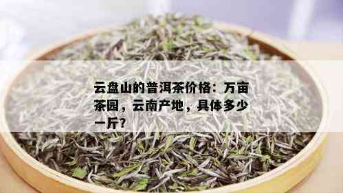 云盘山的普洱茶价格：万亩茶园，云南产地，具体多少一斤？