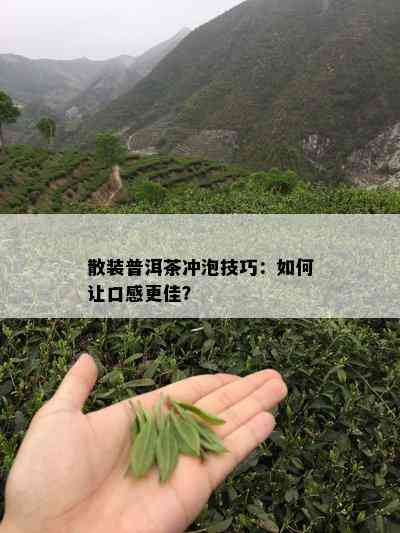 散装普洱茶冲泡技巧：如何让口感更佳？