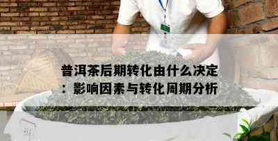 普洱茶后期转化由什么决定：影响因素与转化周期分析