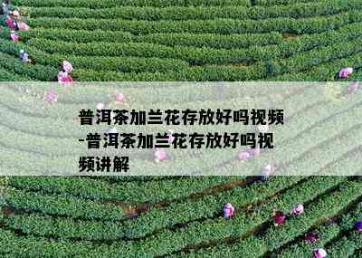 普洱茶加兰花存放好吗视频-普洱茶加兰花存放好吗视频讲解