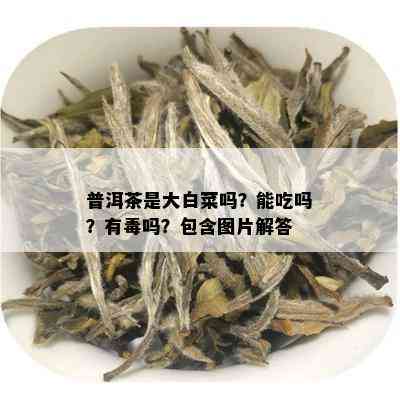 普洱茶是大白菜吗？能吃吗？有吗？包含图片解答