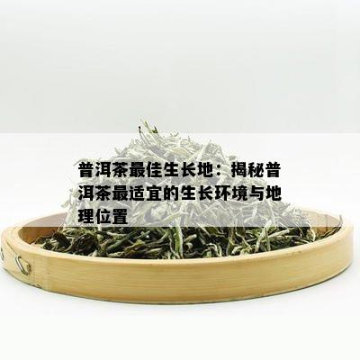 普洱茶更佳生长地：揭秘普洱茶最适宜的生长环境与地理位置