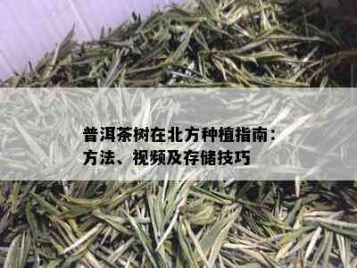 普洱茶树在北方种植指南：方法、视频及存储技巧