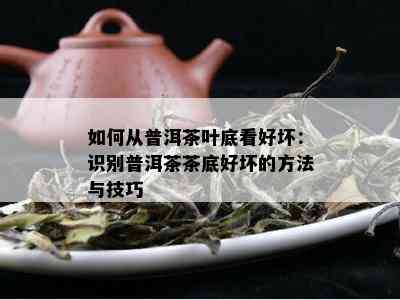 如何从普洱茶叶底看好坏：识别普洱茶茶底好坏的方法与技巧