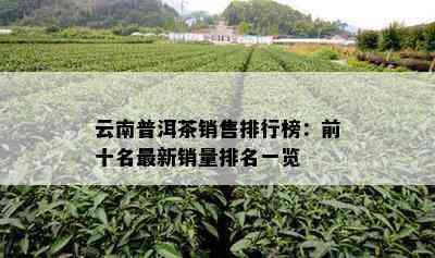 云南普洱茶销售排行榜：前十名最新销量排名一览