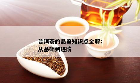 普洱茶的品鉴知识点全解：从基础到进阶