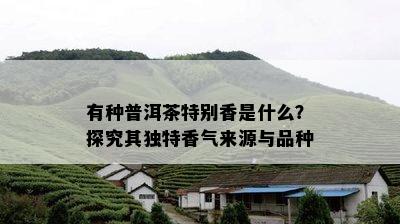 有种普洱茶特别香是什么？探究其独特香气来源与品种