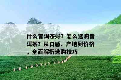 什么普洱茶好？怎么选购普洱茶？从口感、产地到价格，全面解析选购技巧