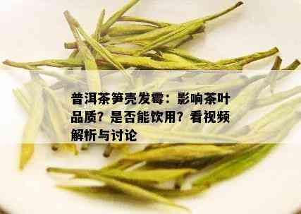 普洱茶笋壳发霉：影响茶叶品质？是否能饮用？看视频解析与讨论