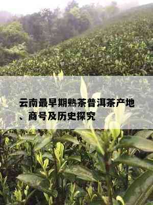 云南最早期熟茶普洱茶产地、商号及历史探究