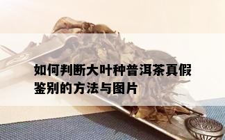 如何判断大叶种普洱茶真假鉴别的方法与图片