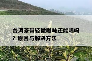 普洱茶带轻微糊味还能喝吗？原因与解决方法