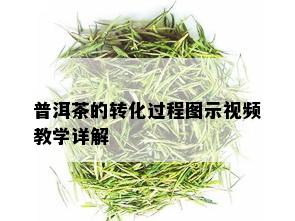 普洱茶的转化过程图示视频教学详解