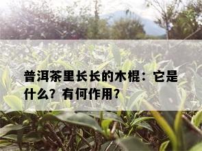 普洱茶里长长的木棍：它是什么？有何作用？