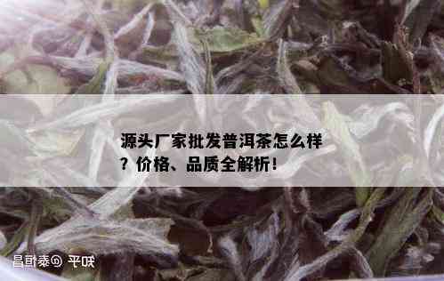 源头厂家批发普洱茶怎么样？价格、品质全解析！