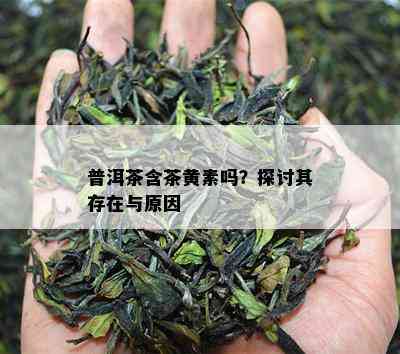 普洱茶含茶黄素吗？探讨其存在与原因