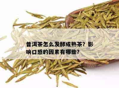 普洱茶怎么发酵成熟茶？影响口感的因素有哪些？