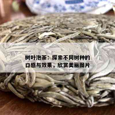 树叶泡茶：探索不同树种的口感与效果，欣赏美丽图片