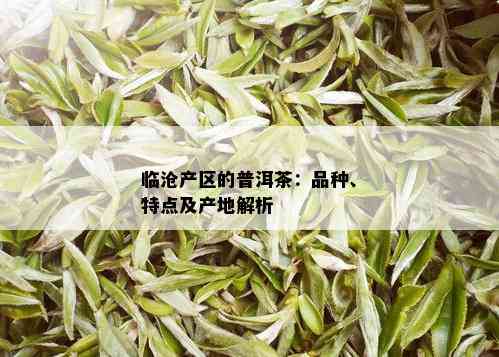 临沧产区的普洱茶：品种、特点及产地解析