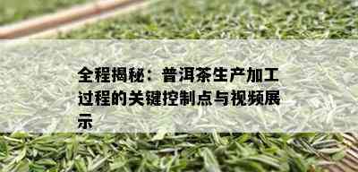 全程揭秘：普洱茶生产加工过程的关键控制点与视频展示