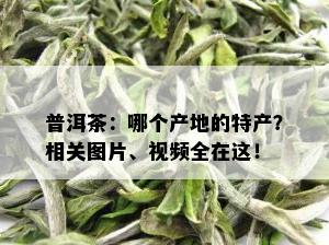 普洱茶：哪个产地的特产？相关图片、视频全在这！