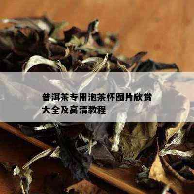 普洱茶专用泡茶杯图片欣赏大全及高清教程