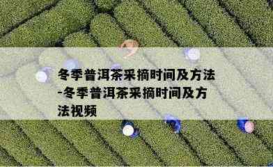 冬季普洱茶采摘时间及方法-冬季普洱茶采摘时间及方法视频