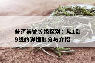 普洱茶箐等级区别：从1到9级的详细划分与介绍