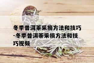 冬季普洱茶采摘方法和技巧-冬季普洱茶采摘方法和技巧视频