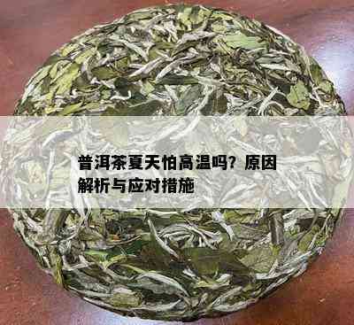 普洱茶夏天怕高温吗？原因解析与应对措施