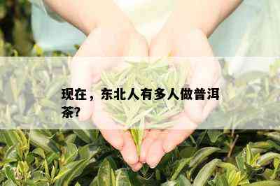 现在，东北人有多人做普洱茶？