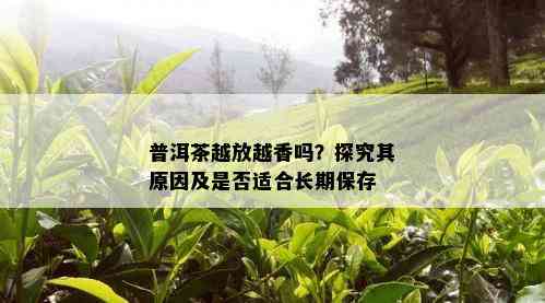 普洱茶越放越香吗？探究其原因及是否适合长期保存