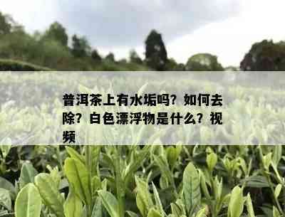 普洱茶上有水垢吗？如何去除？白色漂浮物是什么？视频