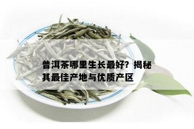 普洱茶哪里生长更好？揭秘其更佳产地与优质产区