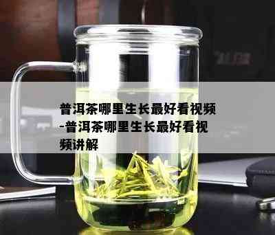 普洱茶哪里生长更好看视频-普洱茶哪里生长更好看视频讲解