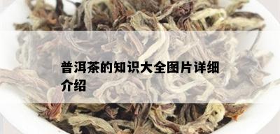 普洱茶的知识大全图片详细介绍