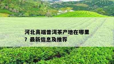 河北高端普洱茶产地在哪里？最新信息及推荐