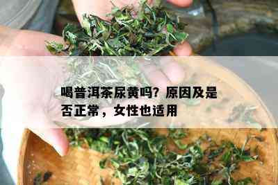 喝普洱茶尿黄吗？原因及是否正常，女性也适用