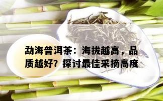 勐海普洱茶：海拔越高，品质越好？探讨更佳采摘高度