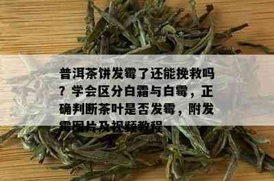 普洱茶饼发霉了还能挽救吗？学会区分白霜与白霉，正确判断茶叶是否发霉，附发霉图片及视频教程