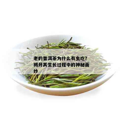 老的普洱茶为什么有虫吃？揭开其生长过程中的神秘面纱