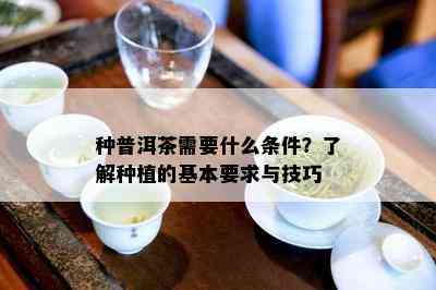 种普洱茶需要什么条件？了解种植的基本要求与技巧