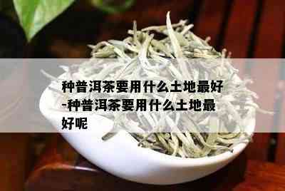 种普洱茶要用什么土地更好-种普洱茶要用什么土地更好呢