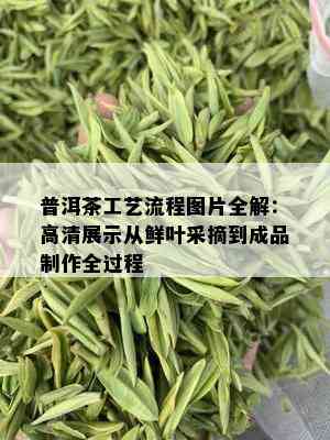 普洱茶工艺流程图片全解：高清展示从鲜叶采摘到成品制作全过程