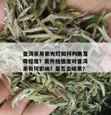 普洱茶用紫光灯如何判断发霉程度？紫外线强度对普洱茶有何影响？是否会晒黑？