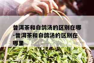 普洱茶和白鸽汤的区别在哪-普洱茶和白鸽汤的区别在哪里