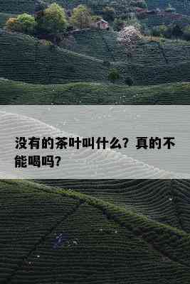 没有的茶叶叫什么？真的不能喝吗？