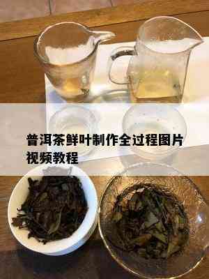 普洱茶鲜叶制作全过程图片视频教程