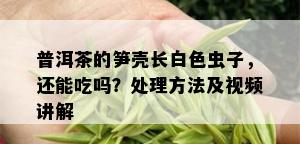 普洱茶的笋壳长白色虫子，还能吃吗？处理方法及视频讲解