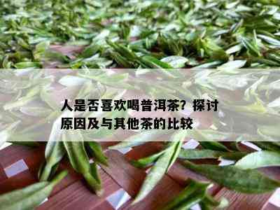 人是否喜欢喝普洱茶？探讨原因及与其他茶的比较